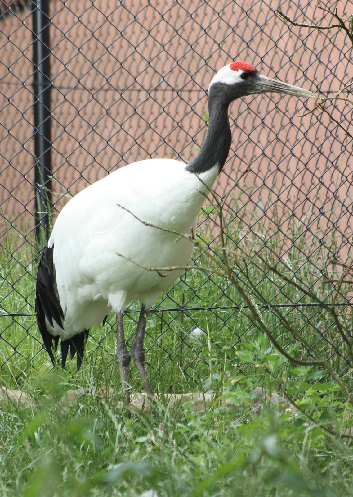 Red-crowned crane