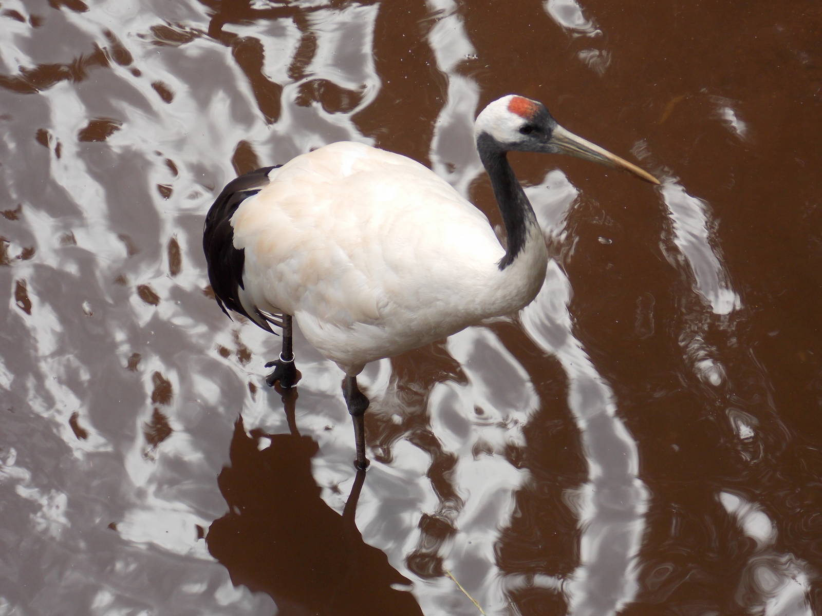 Red Crowned Crane