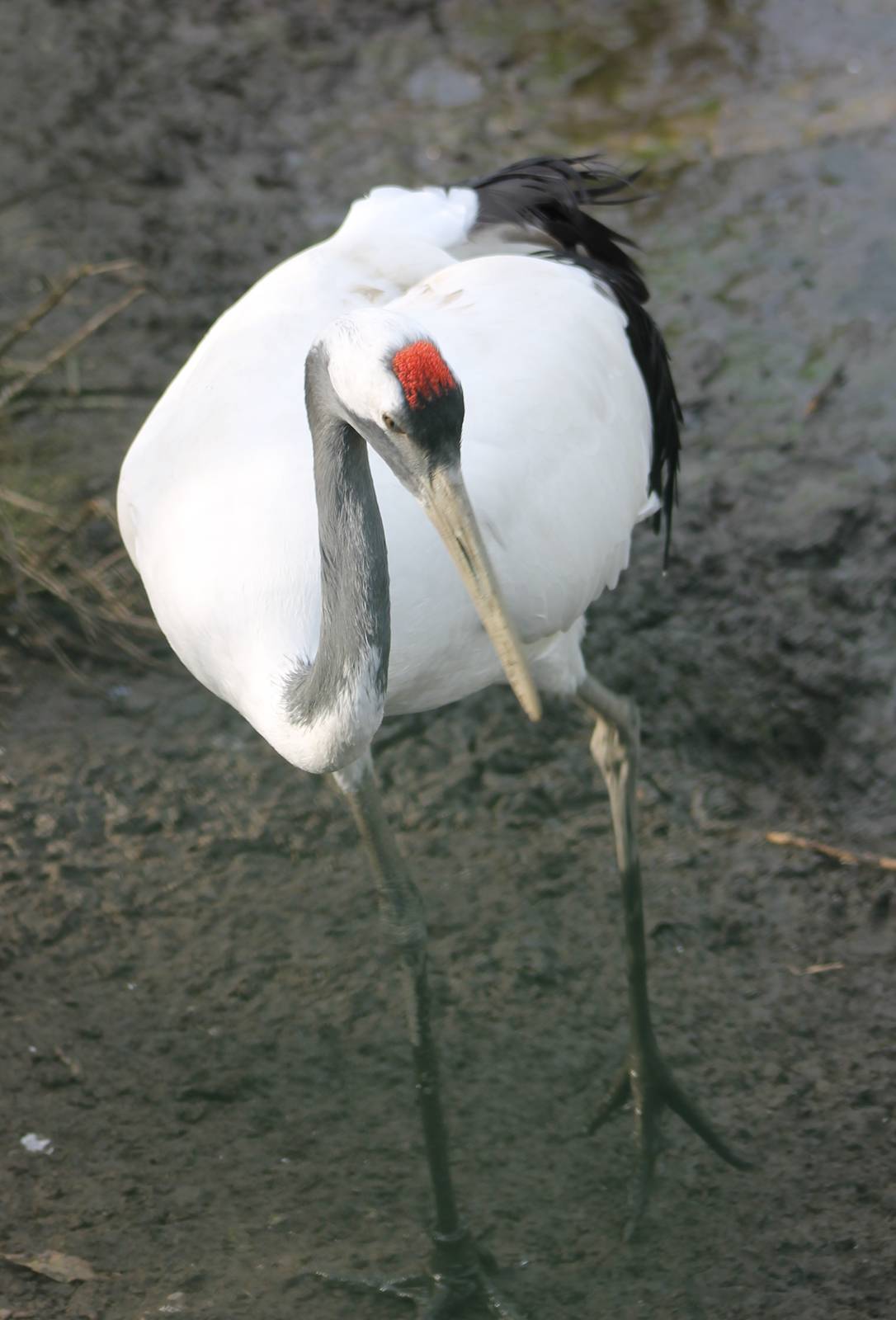 Red crowned crane