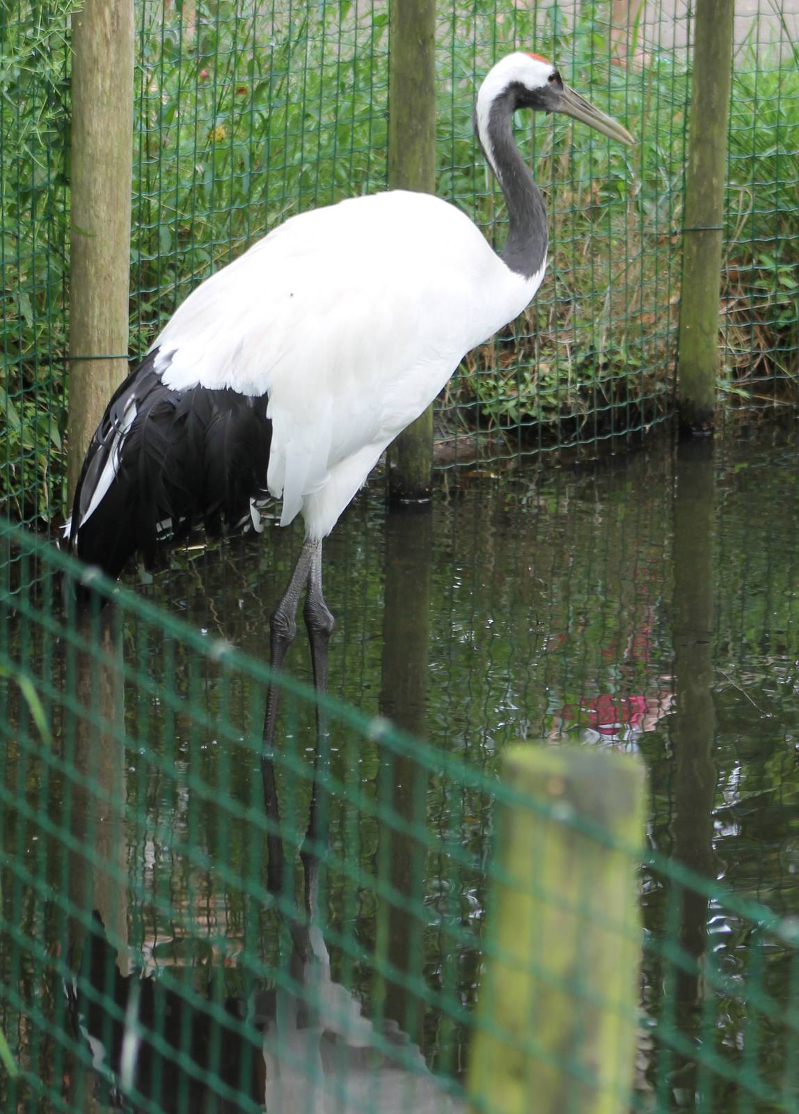 Red-crowned crane