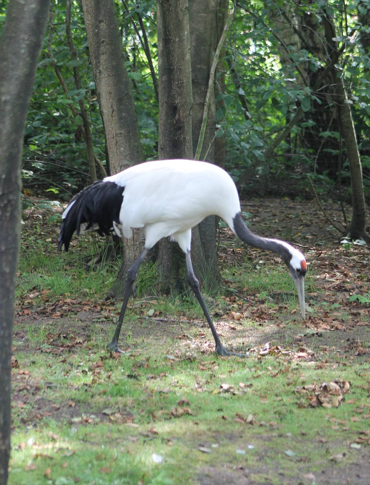 Red-crowned crane