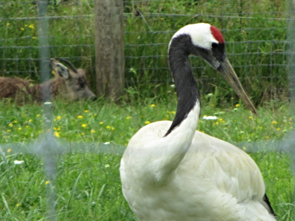 Red-crowned Crane