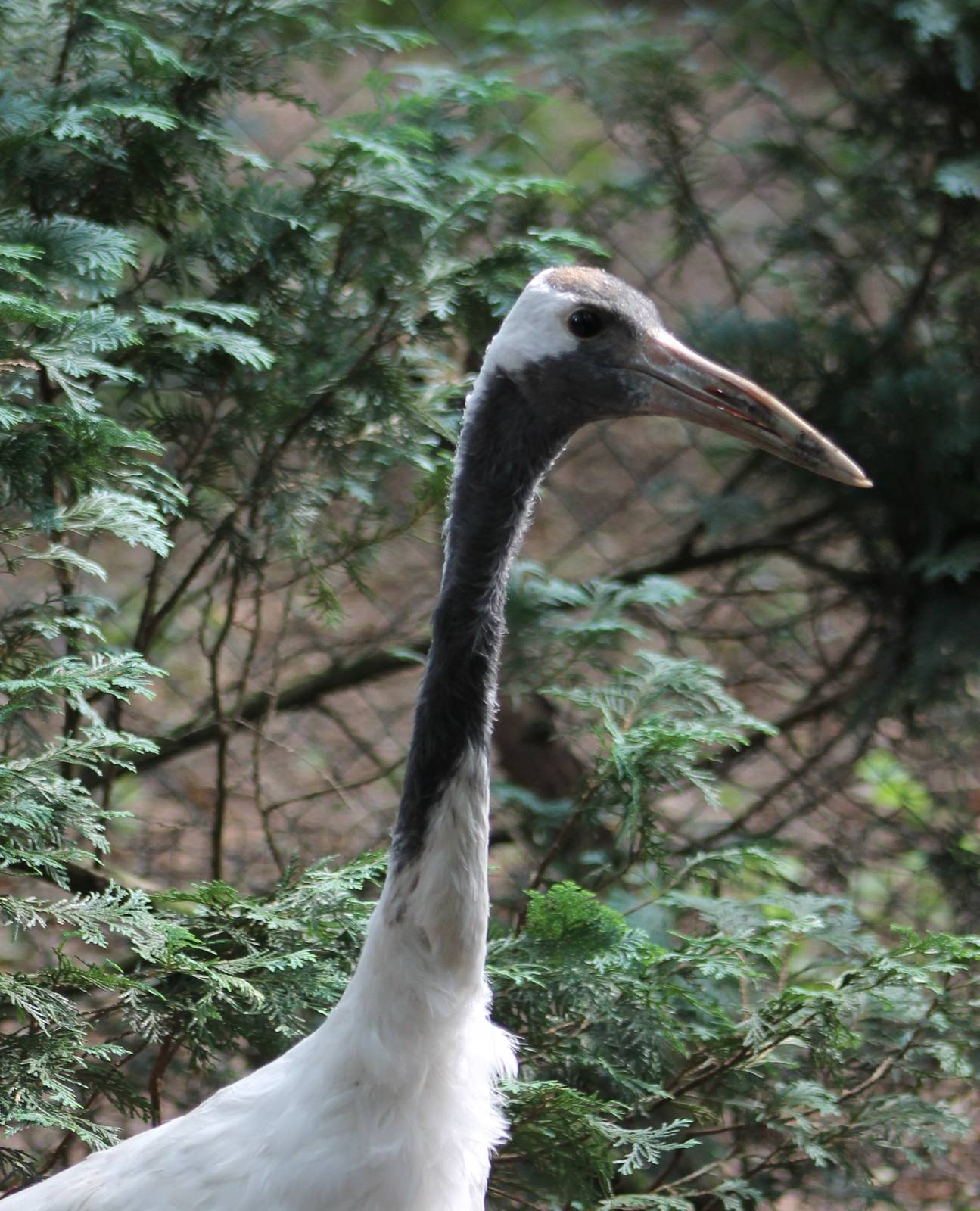 Red-crowned crane