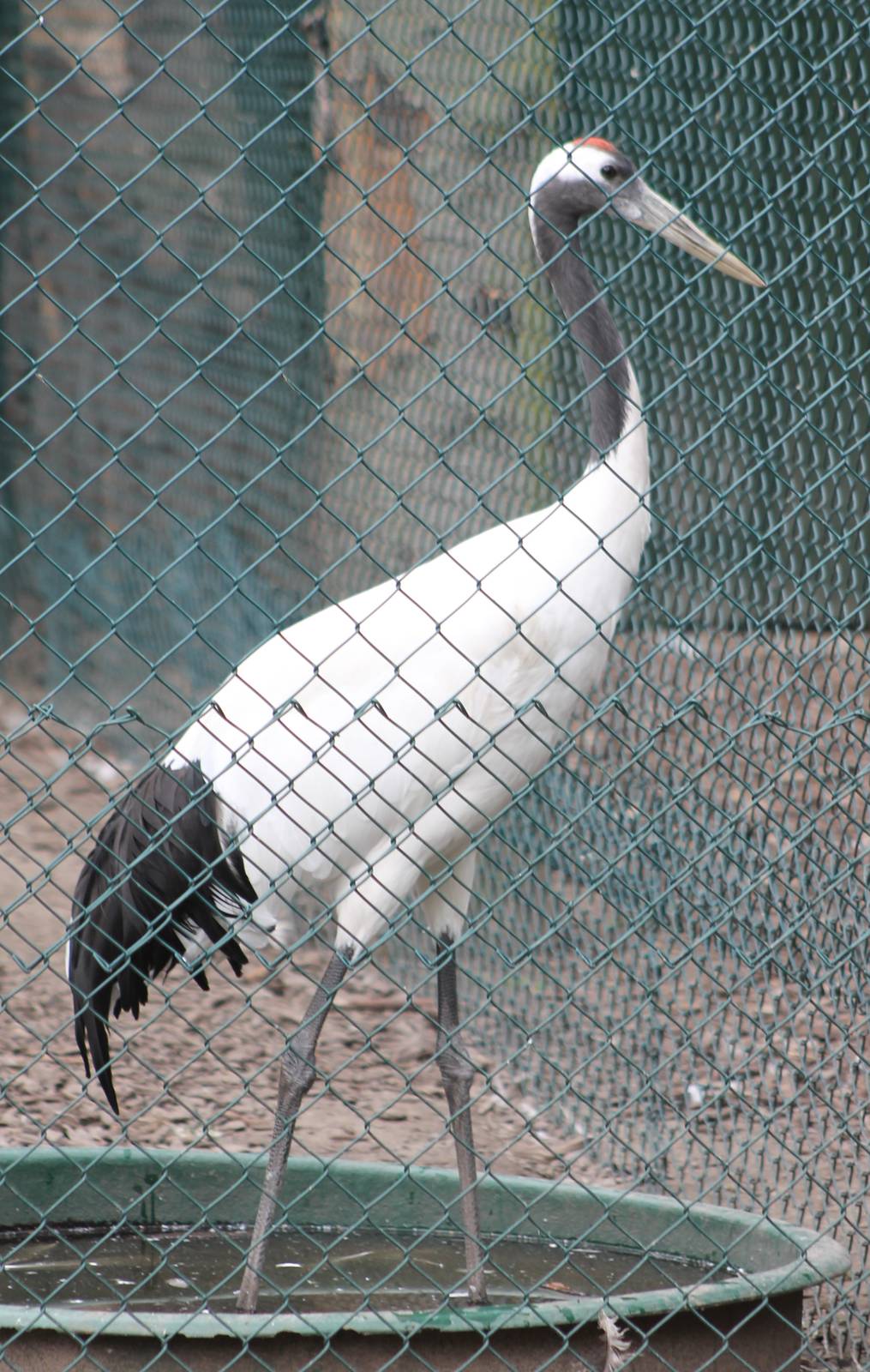 Red-crowned crane