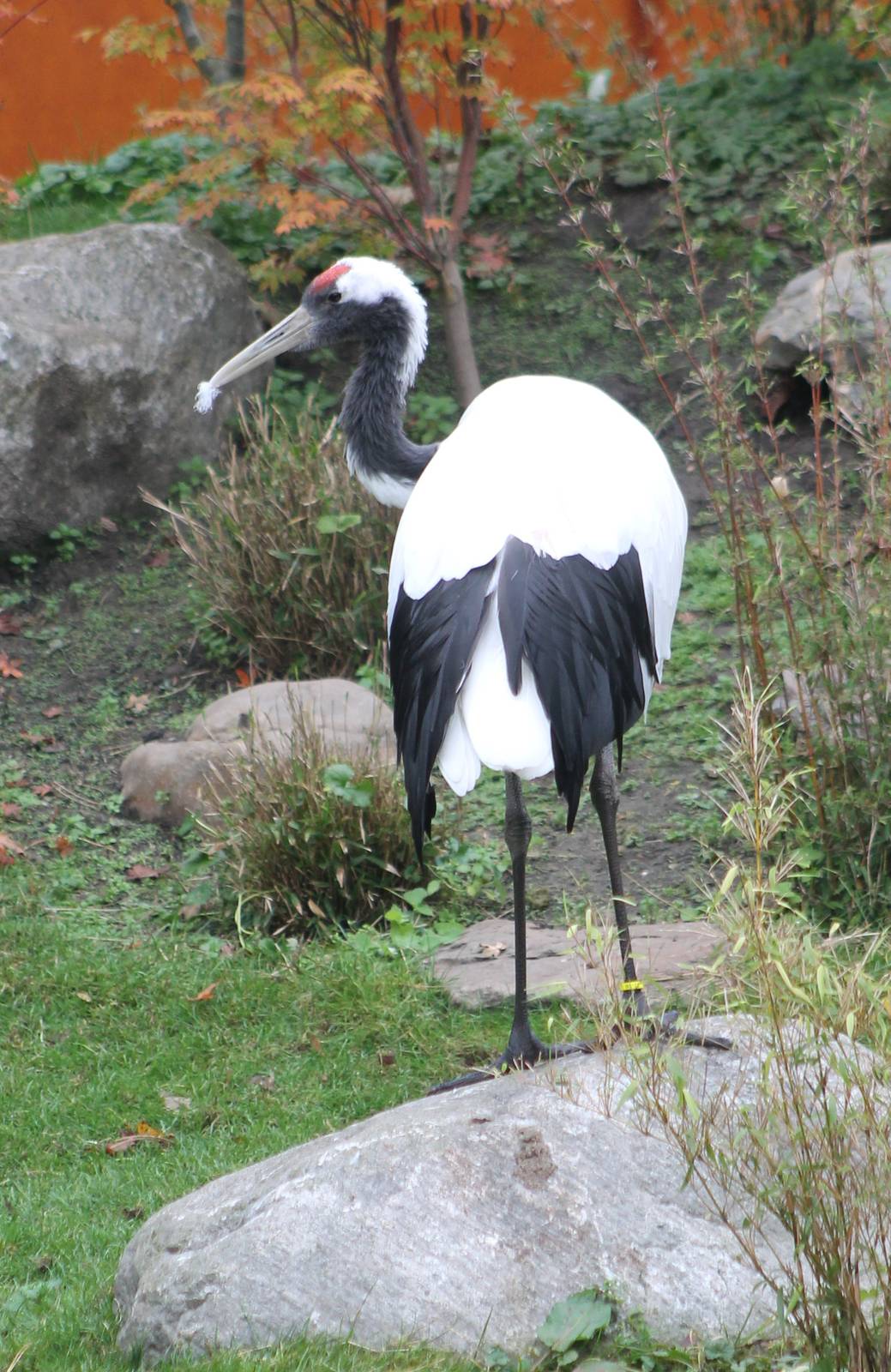 Red-crowned crane