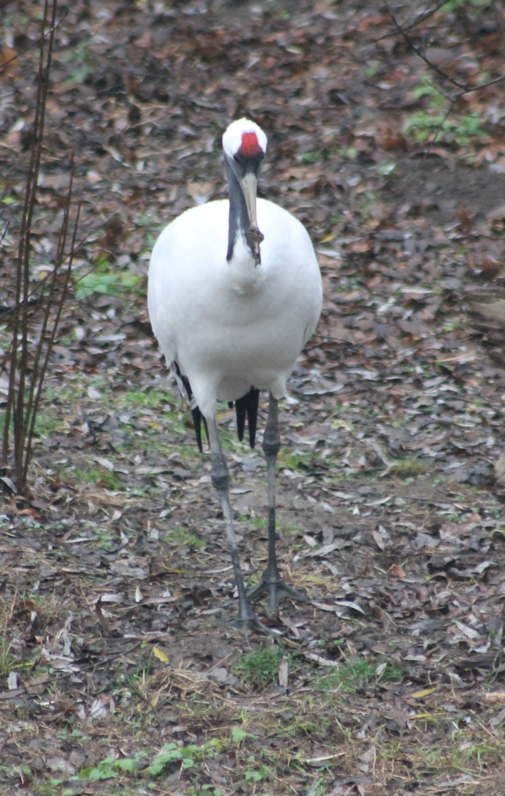Red-crowned crane
