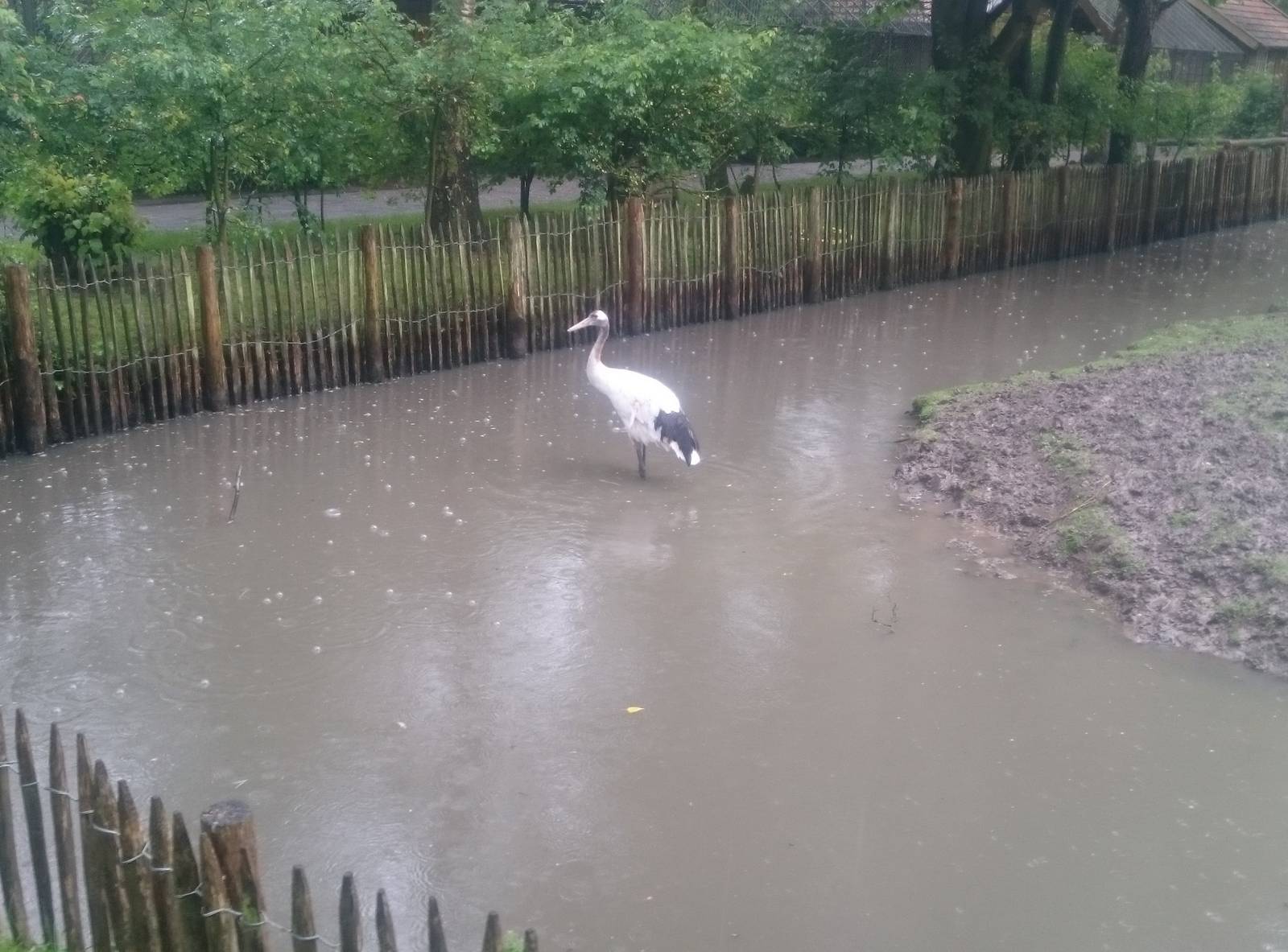 Red-crowned crane