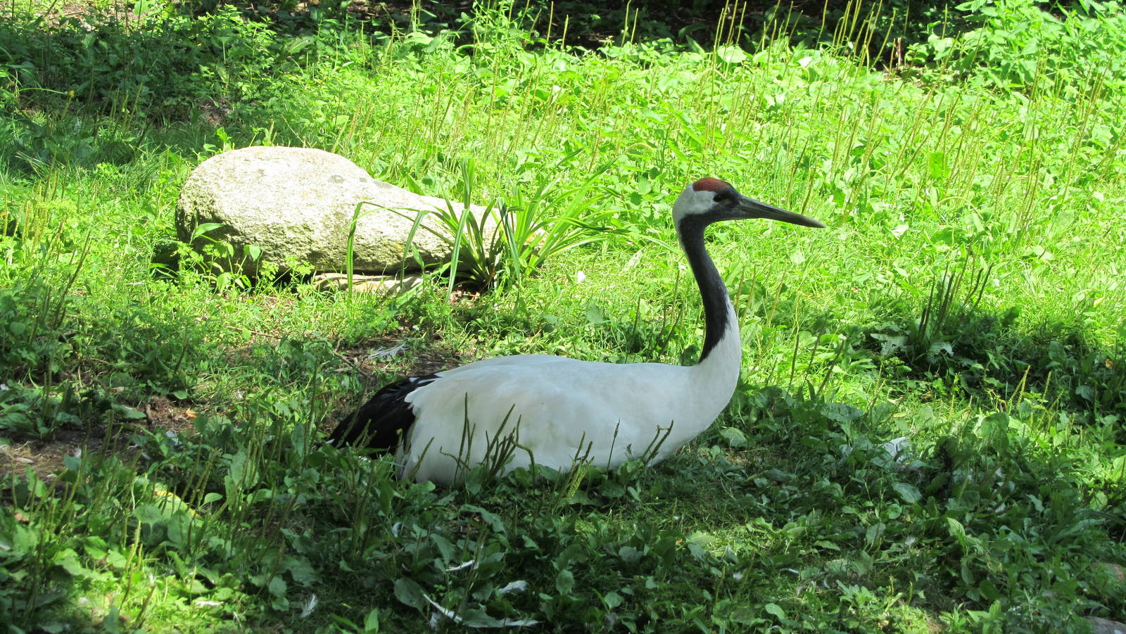 Red-crowned crane
