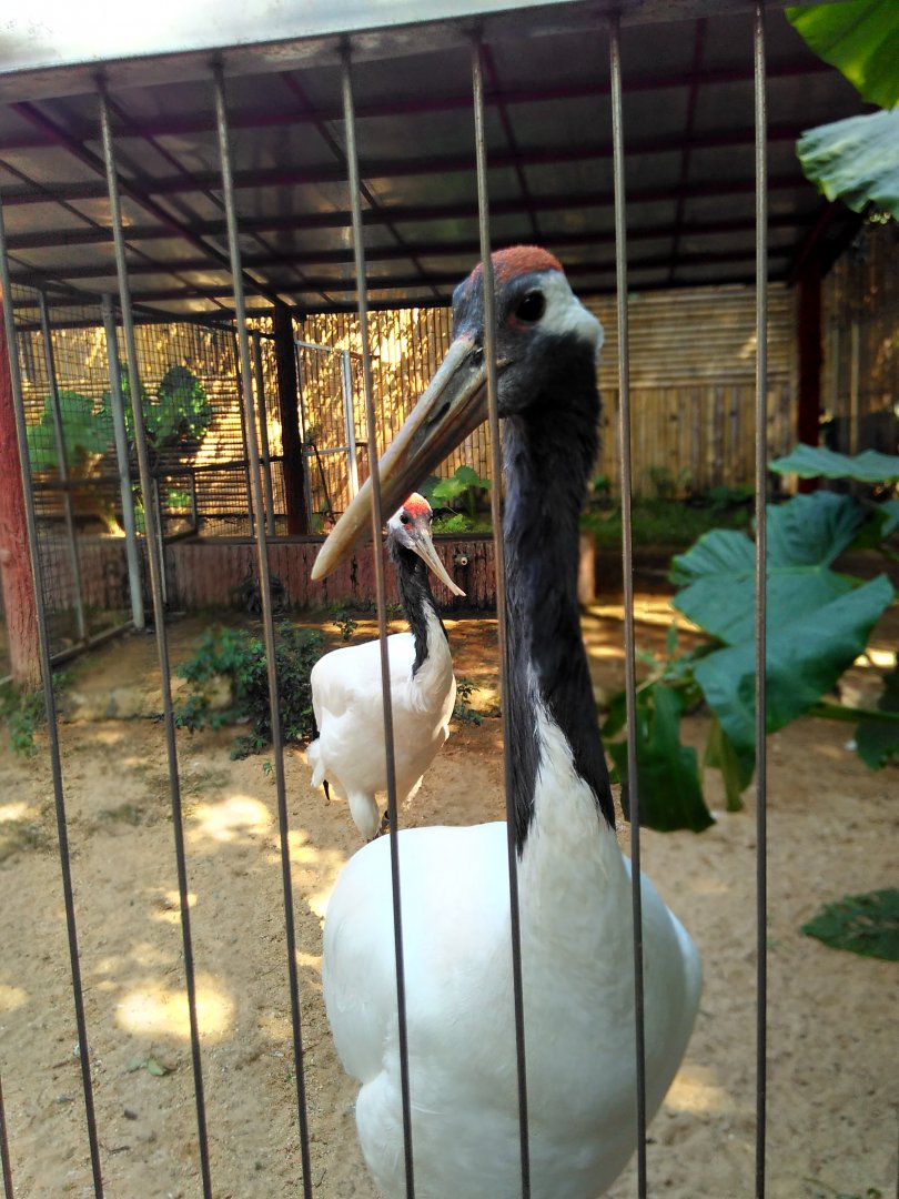 Red-crowned crane