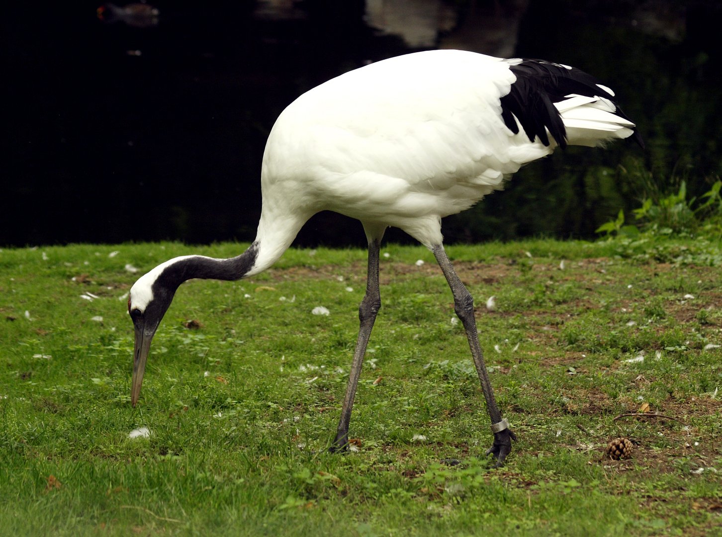 Red-crowned crane