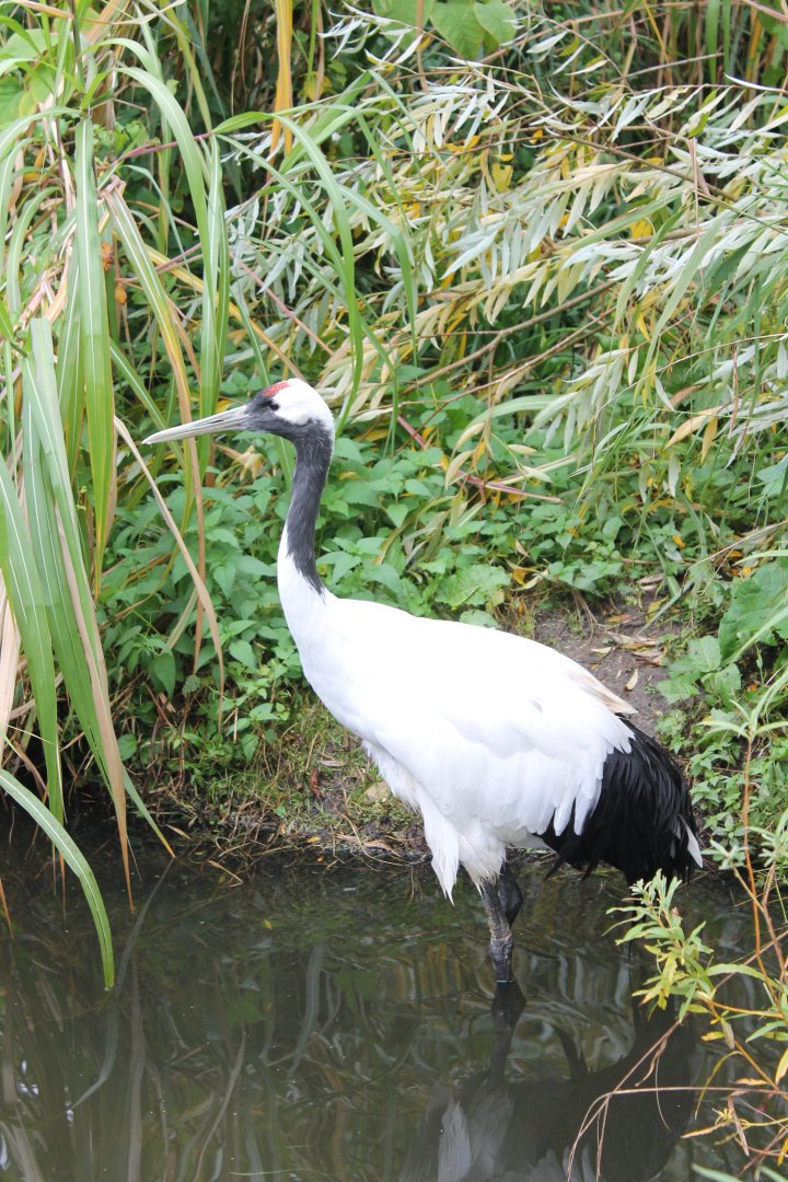 Red-crowned crane