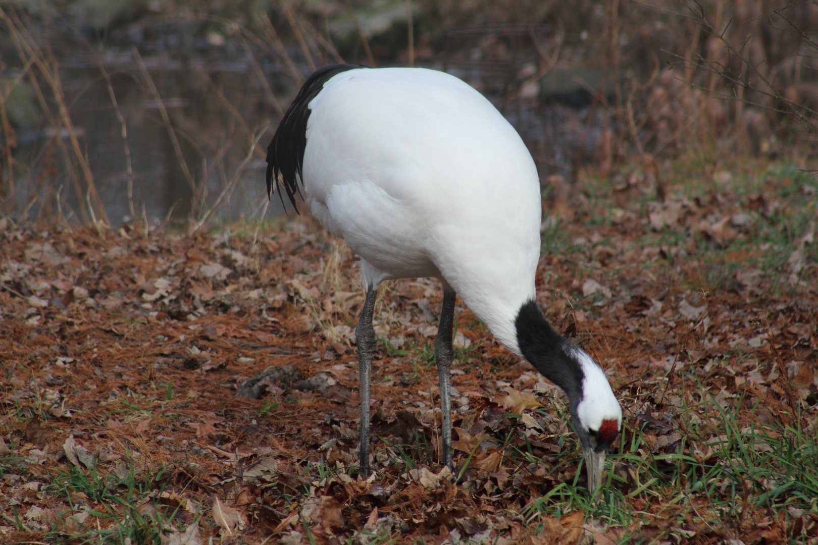 Red-Crowned Crane