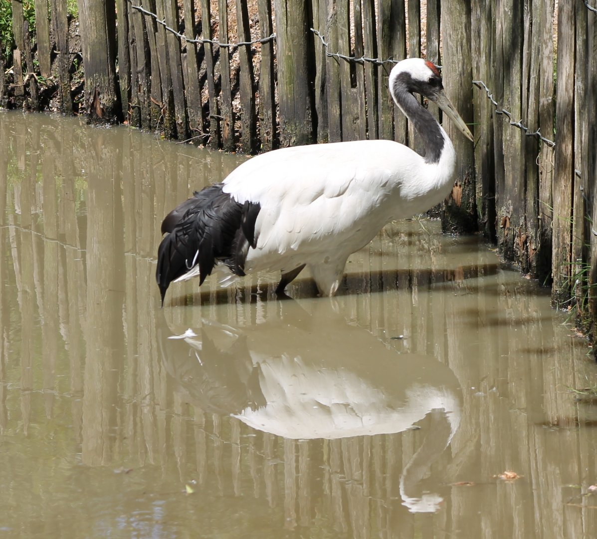 Red-crowned crane