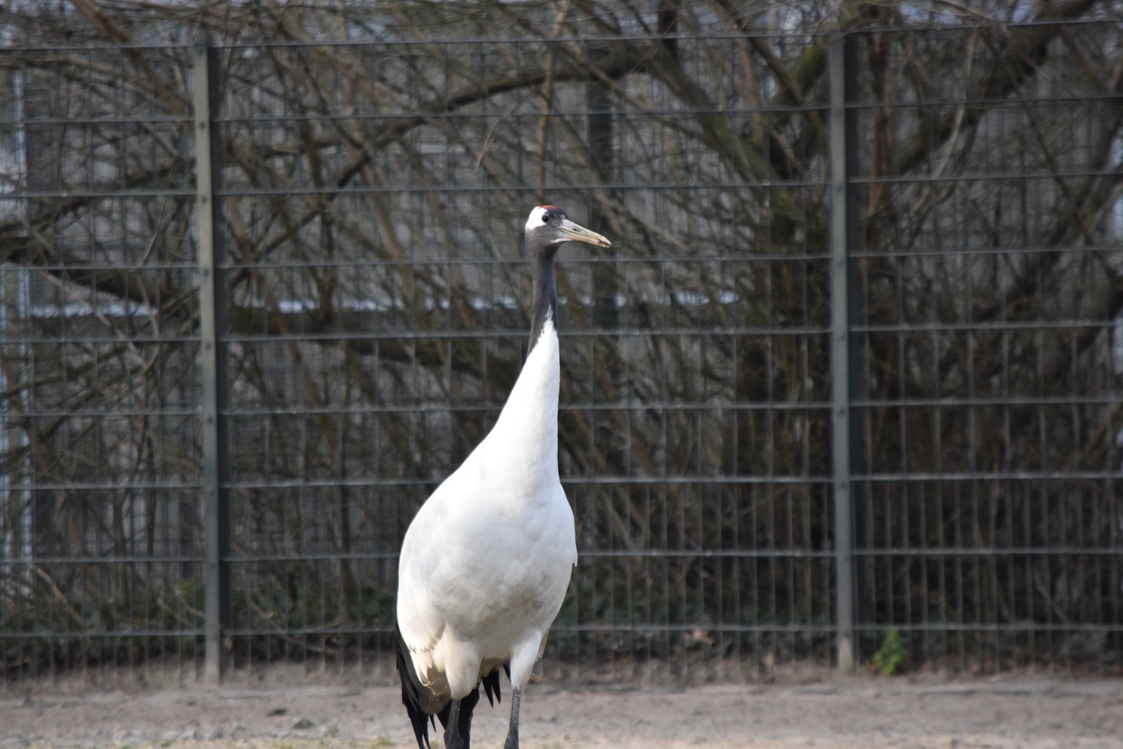 Red-crowned crane