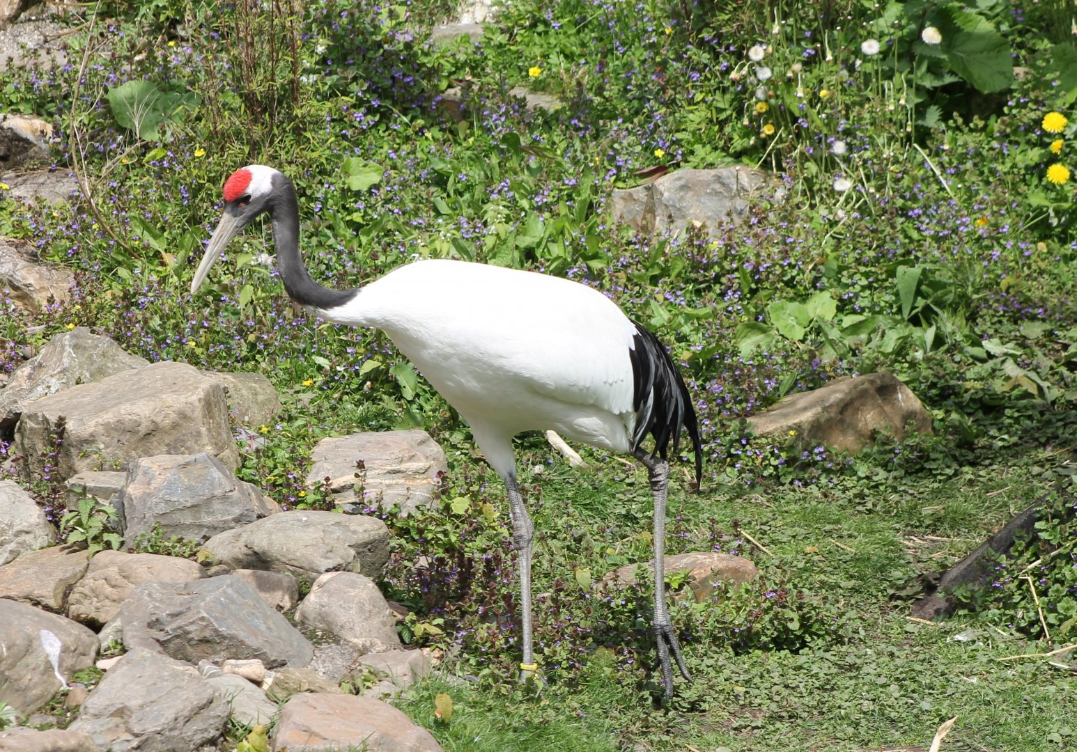 Red-crowned crane