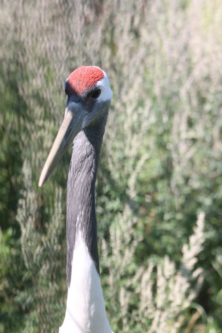 Red-crowned crane