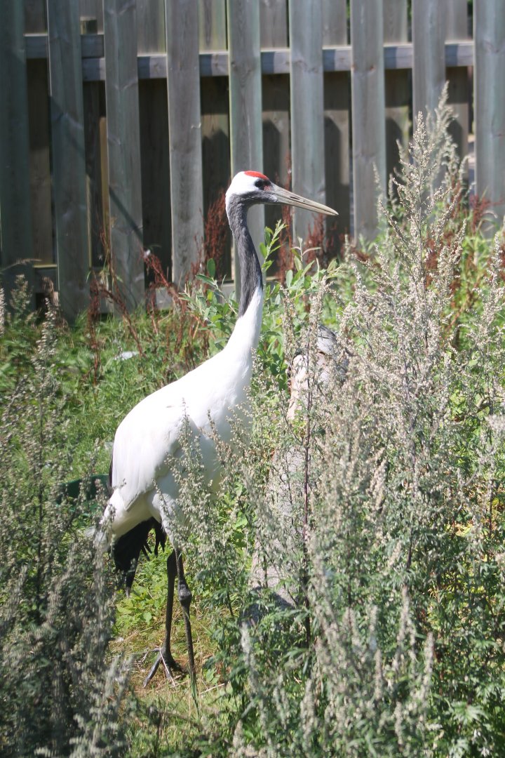 Red-crowned crane