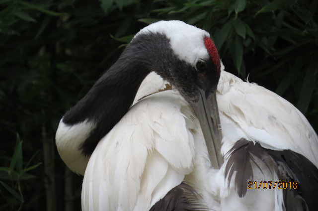 Red-crowned Crane