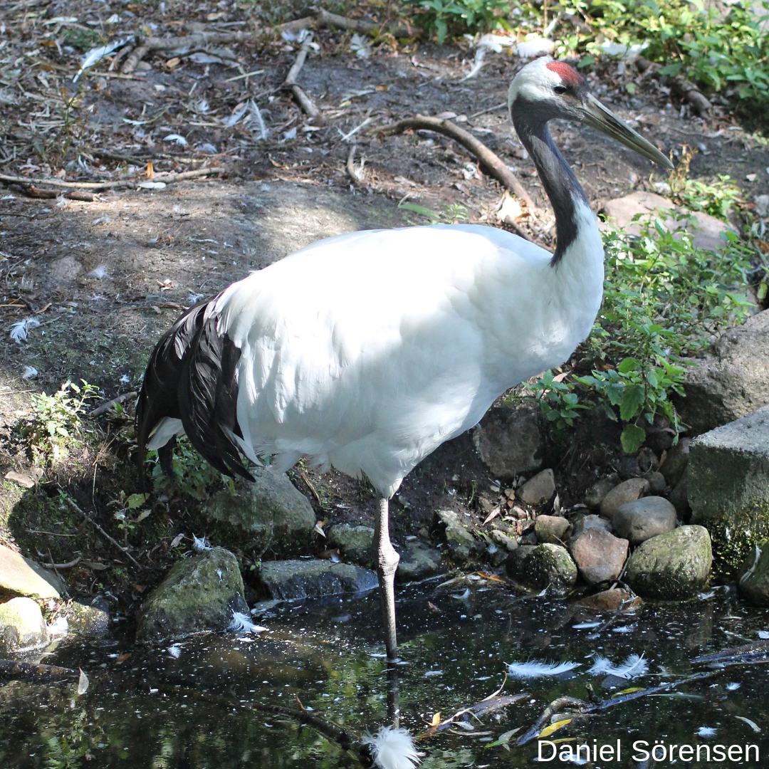 Red-crowned crane