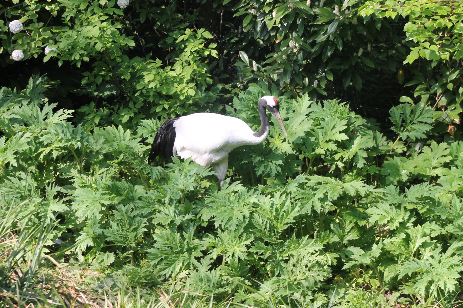 Red-crowned crane