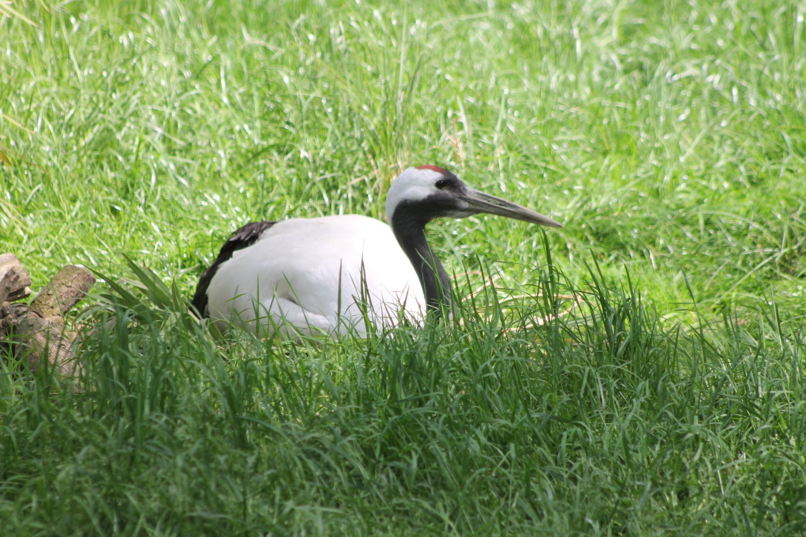 Red-crowned crane