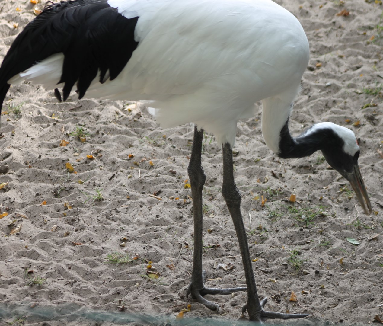Red-crowned crane