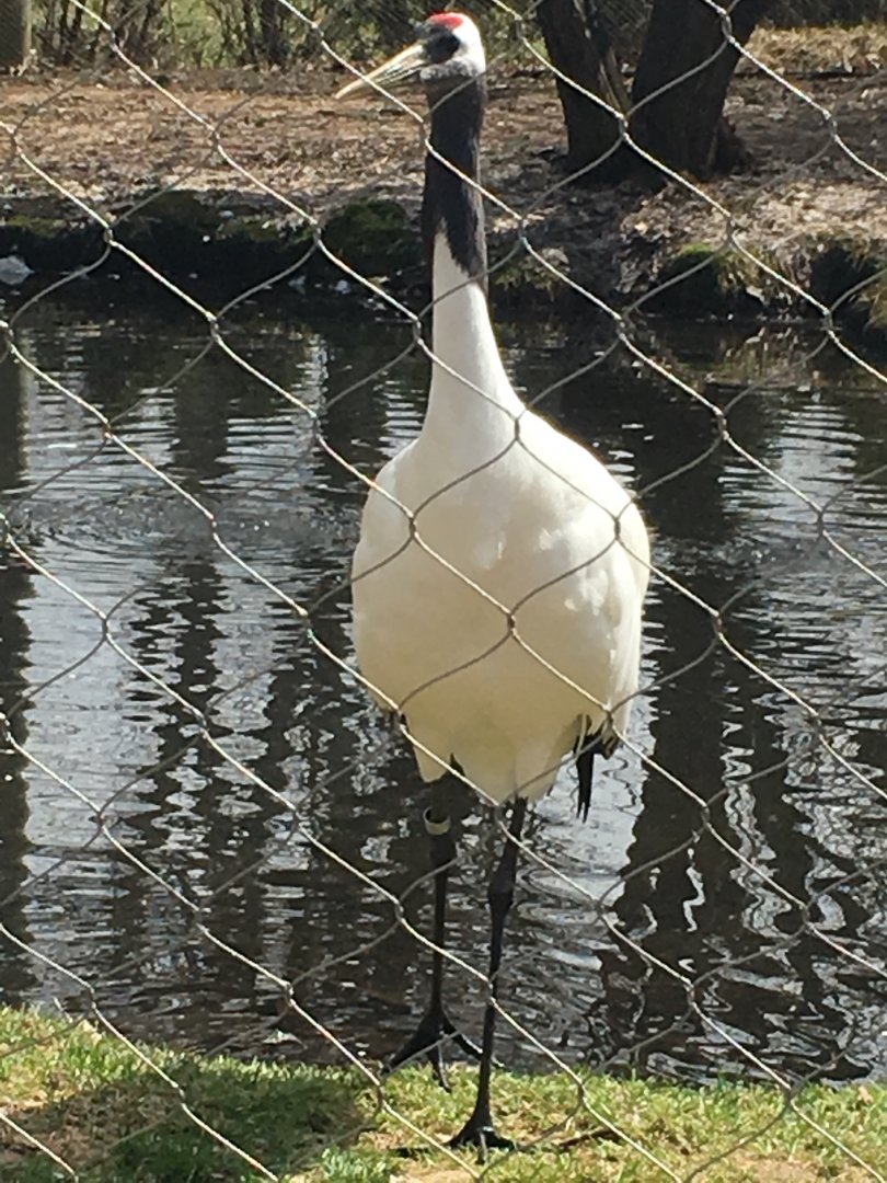 Red-Crowned Crane