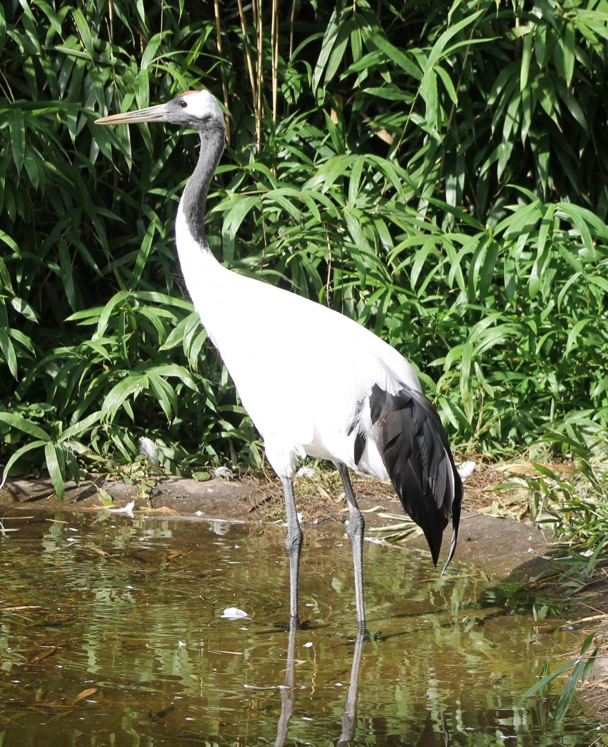 Red-crowned crane