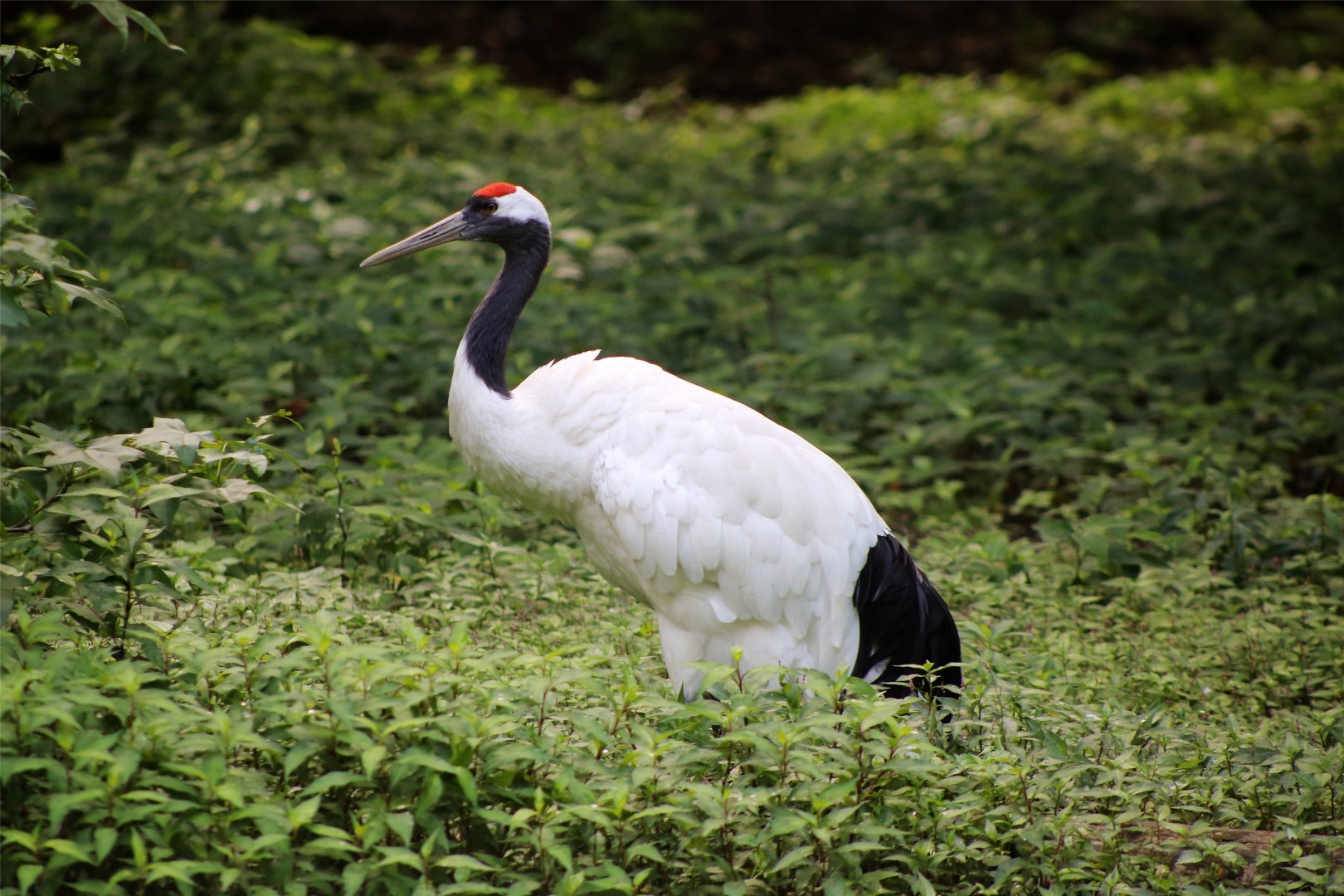 Red-crowned crane
