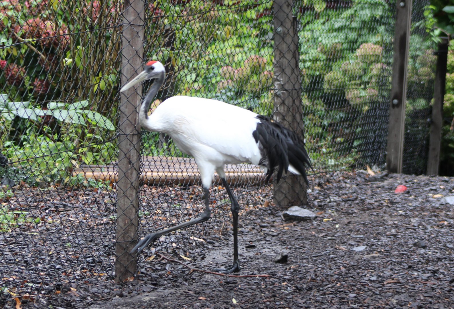 Red-crowned crane