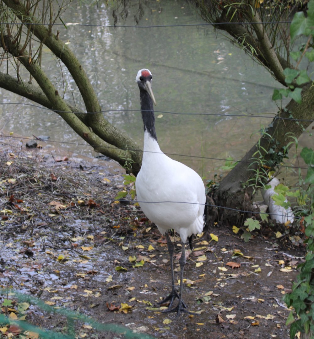 Red-crowned crane