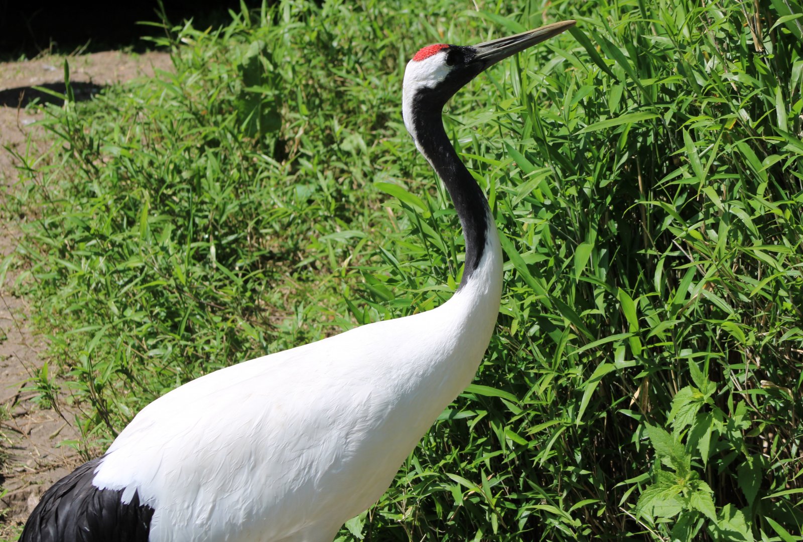 Red-crowned crane