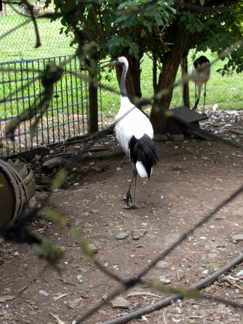 Red crowned crane