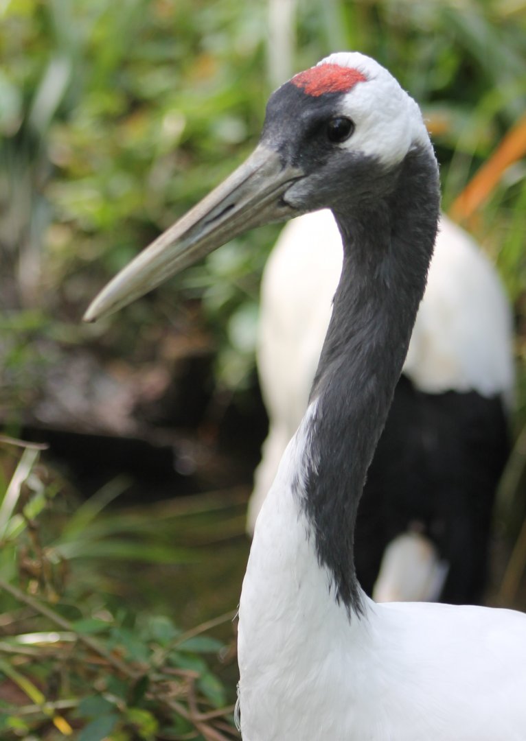 Red-crowned crane