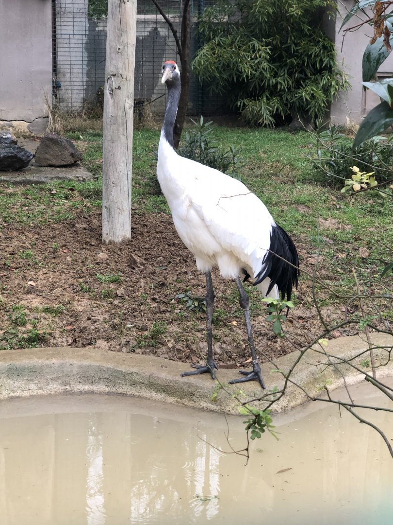 Red-Crowned Crane