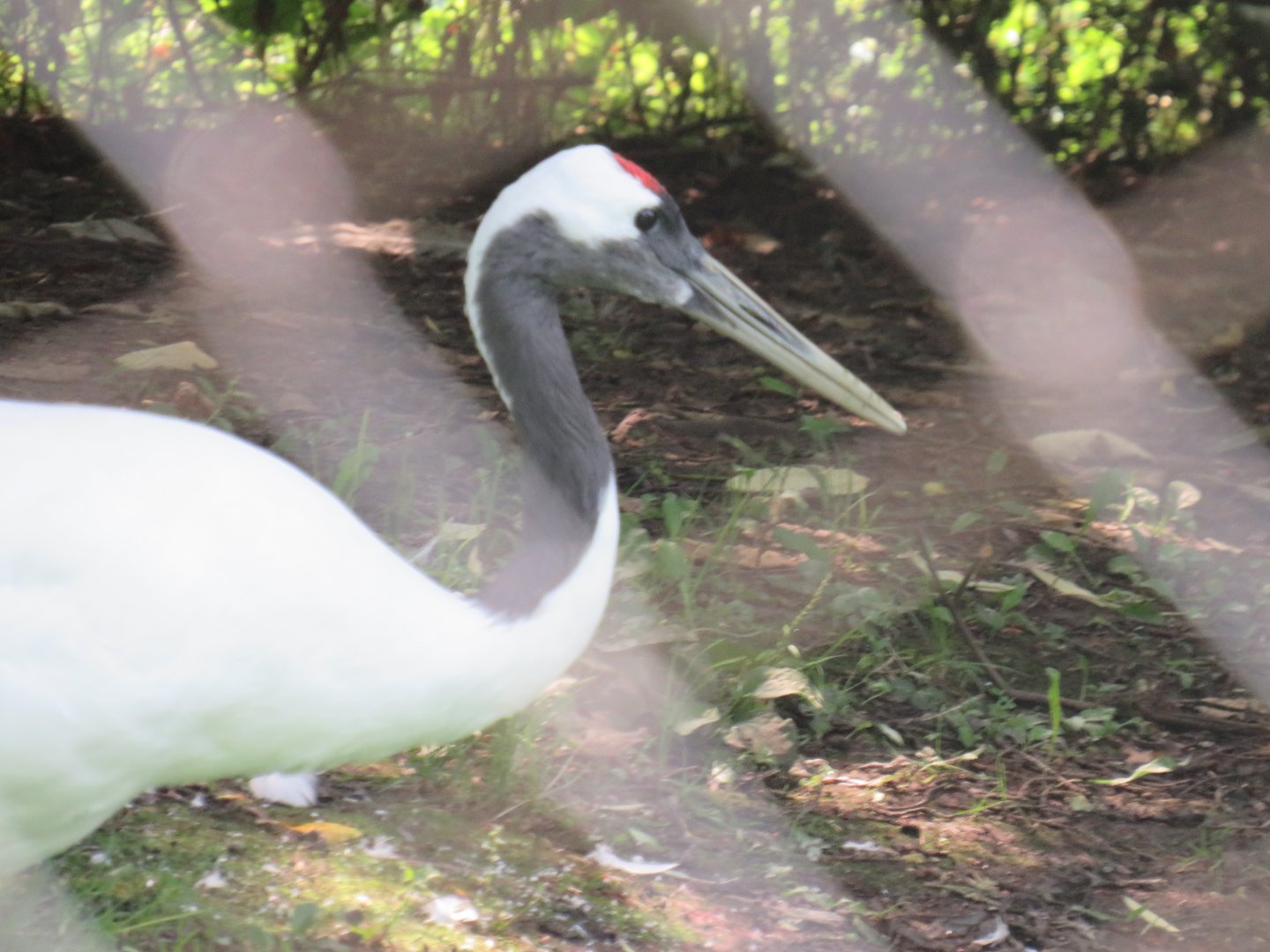 Red-crowned crane