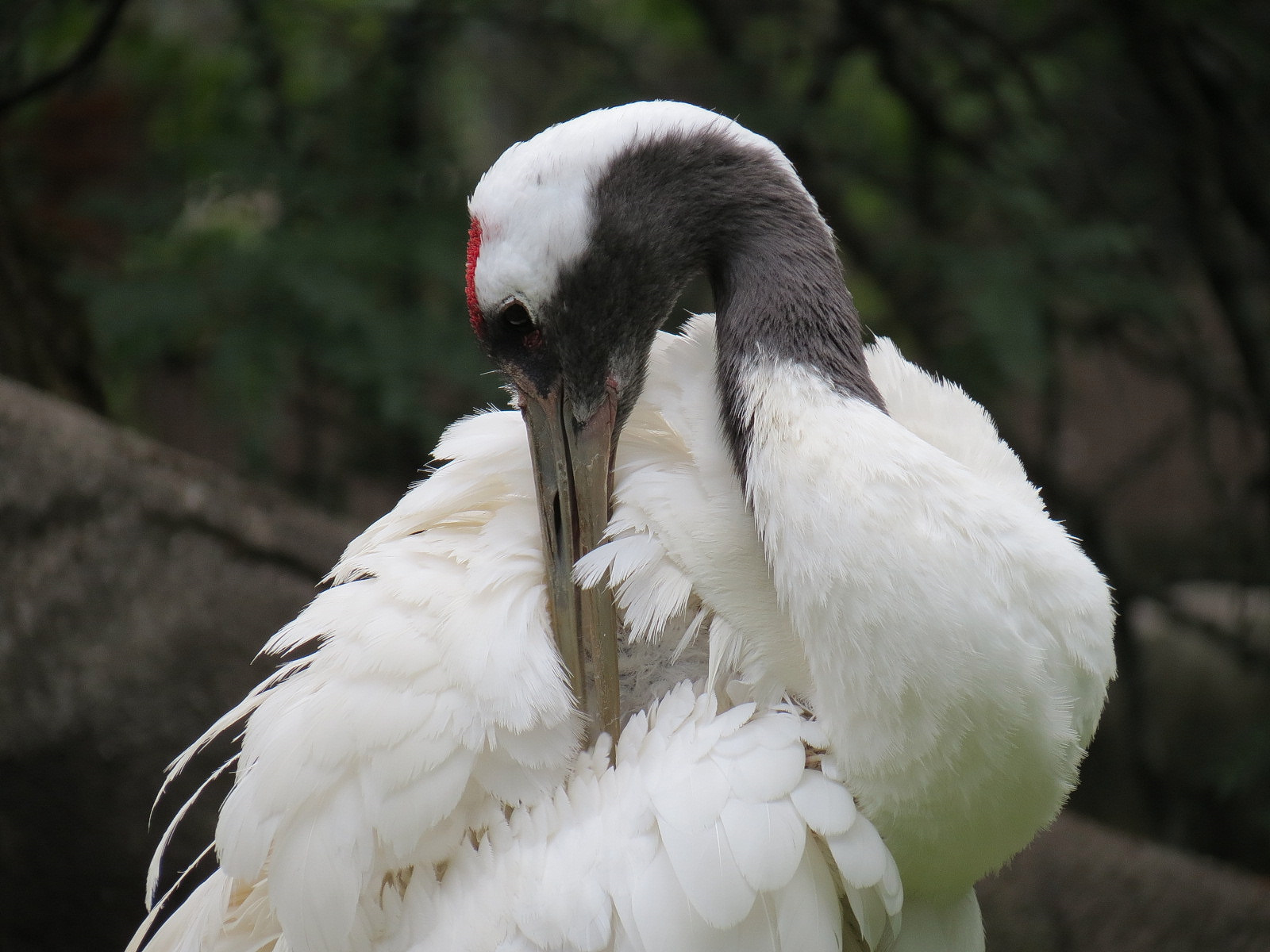 Red-crowned Crane