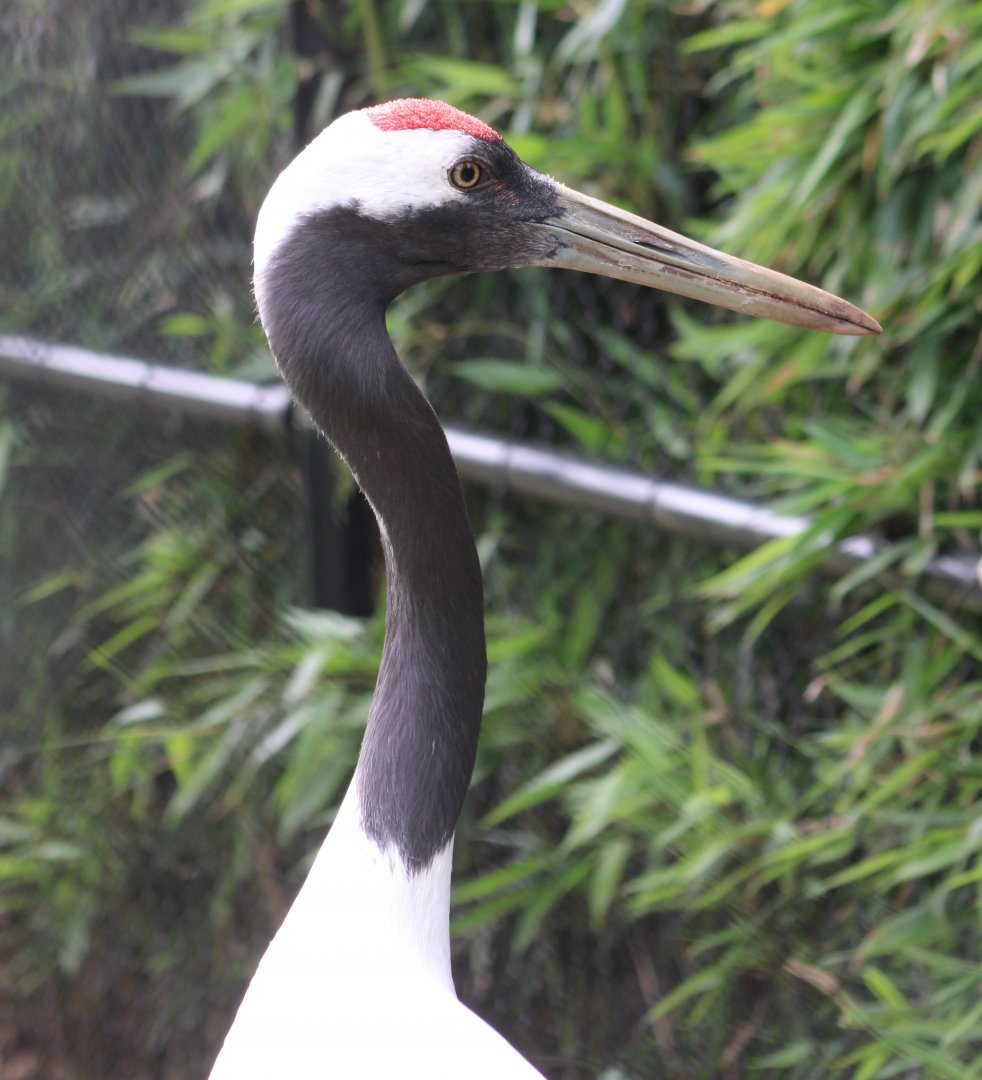 Red-crowned crane