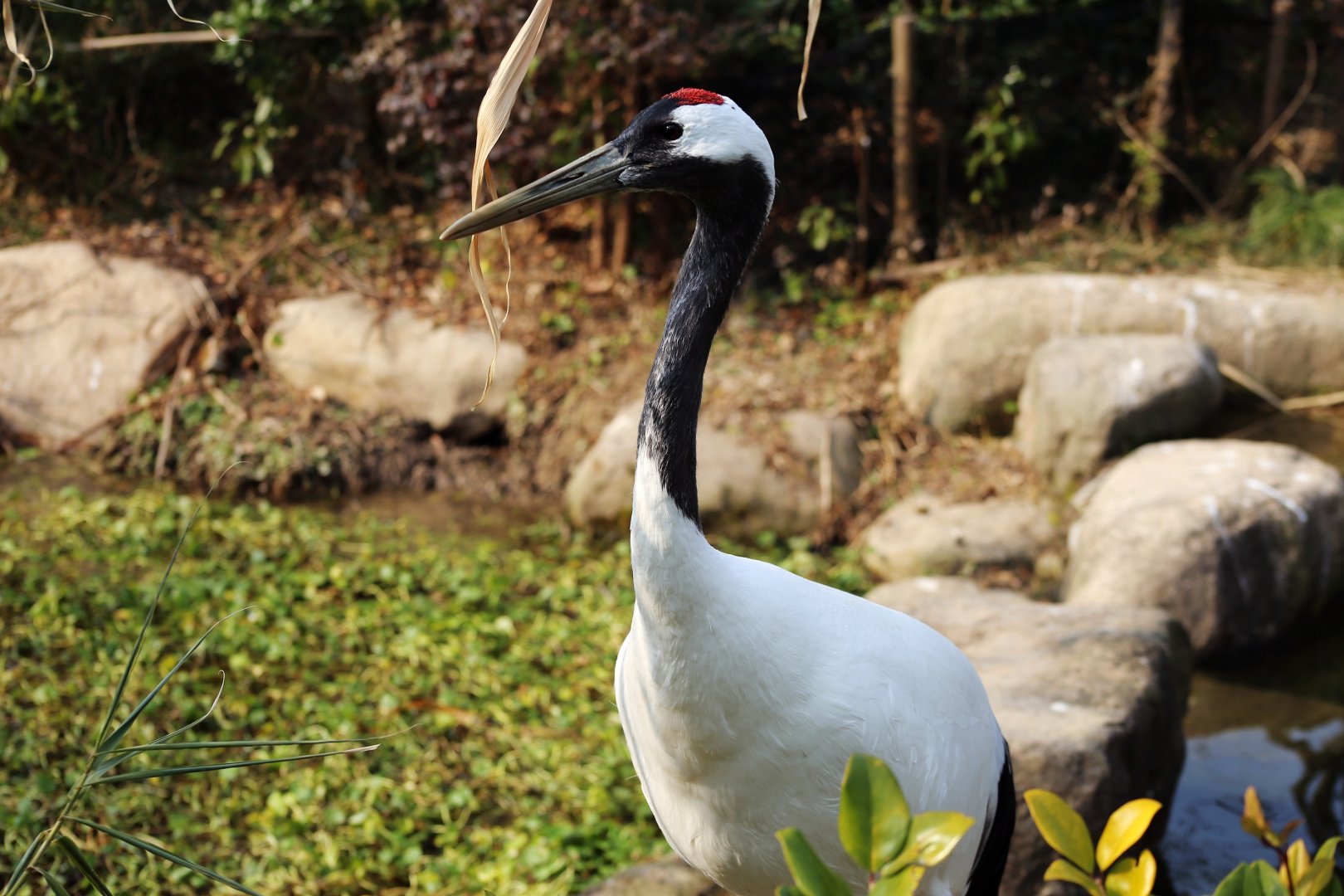 Red-crowned Crane