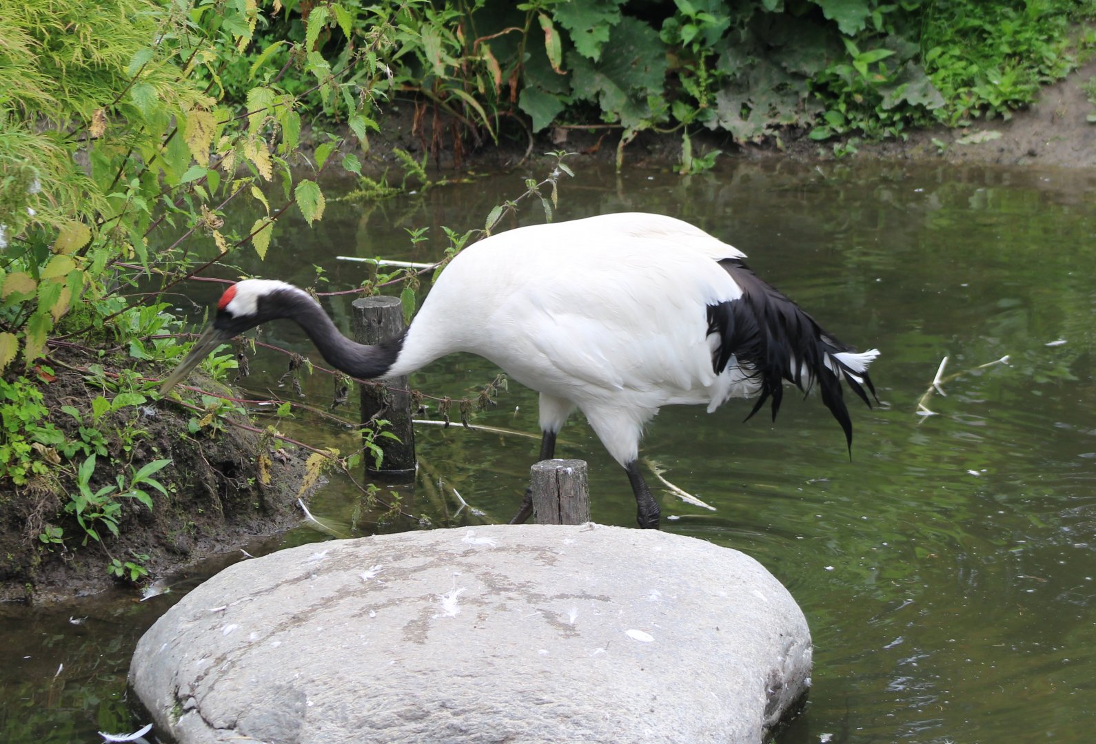 Red-crowned crane