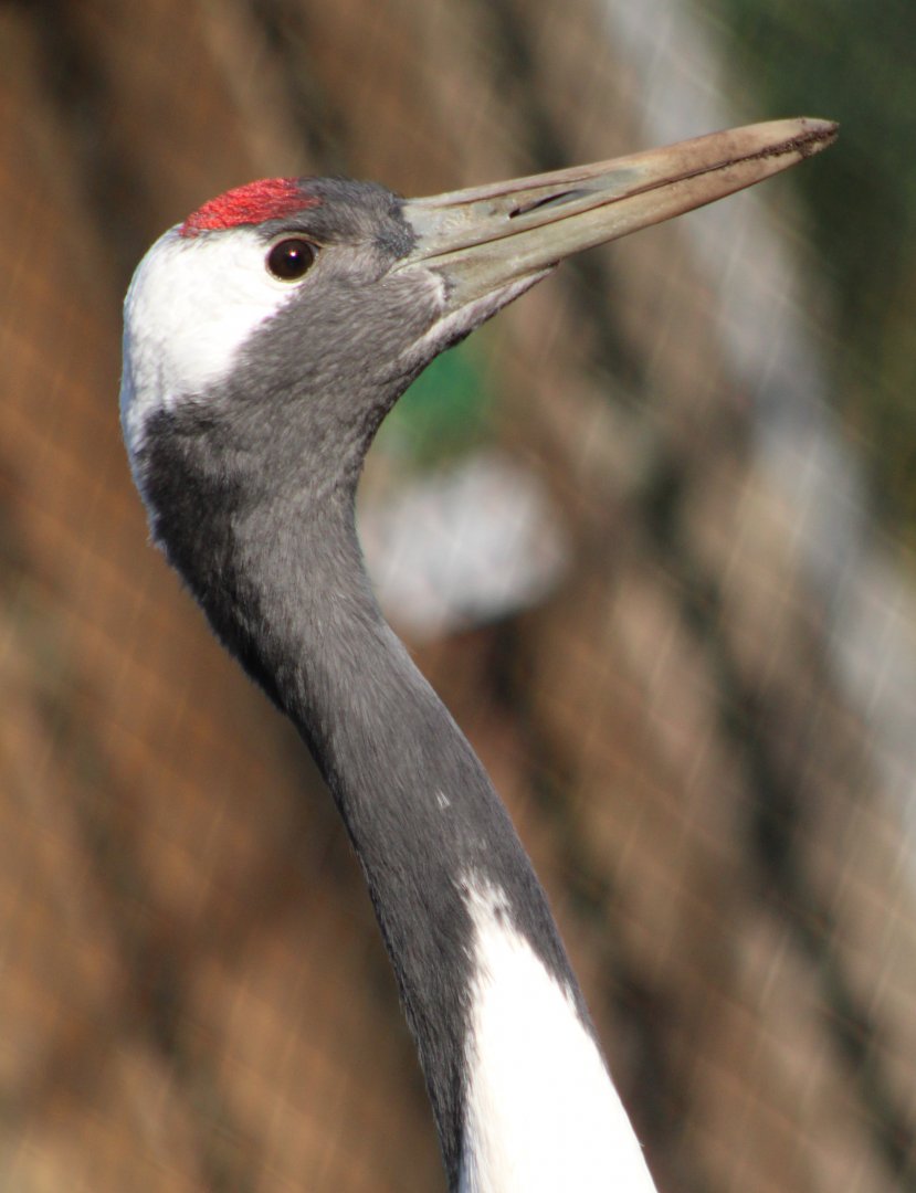 Red-crowned crane