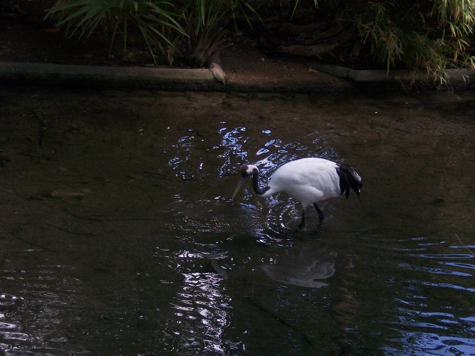Red Crowned Crane