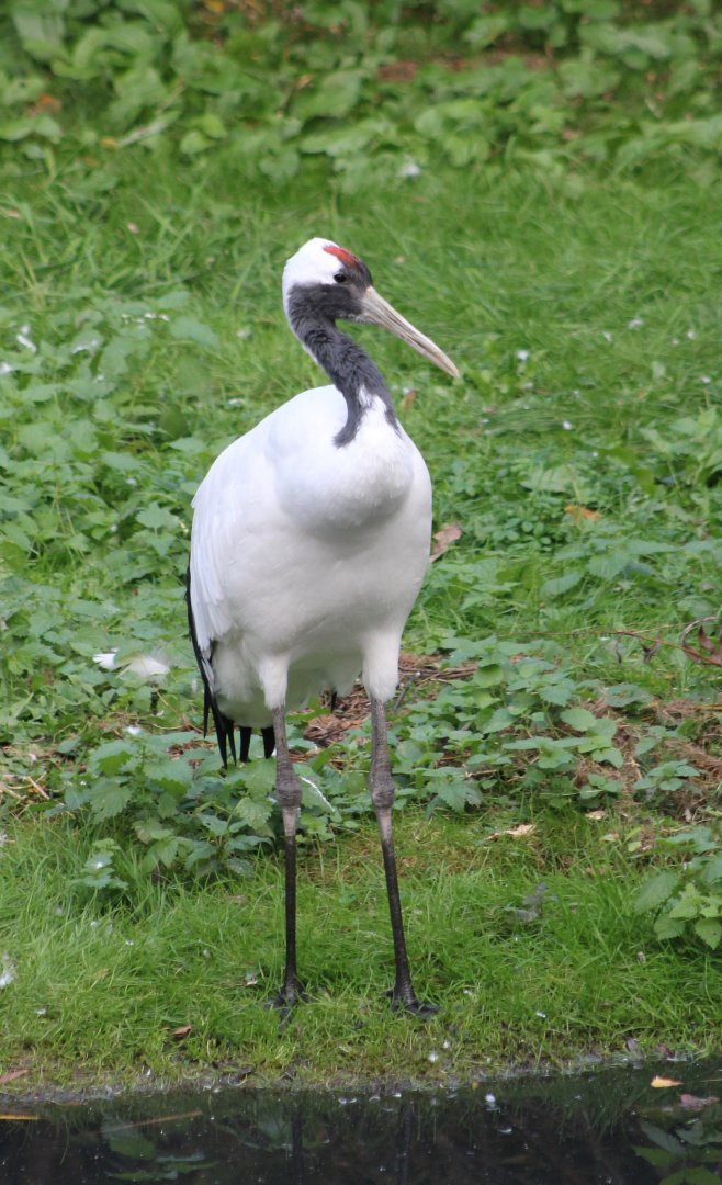 Red-crowned crane