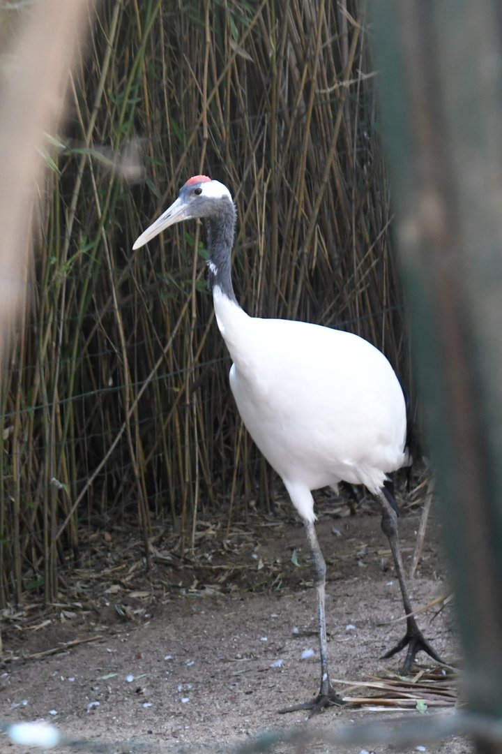 Red-crowned Crane