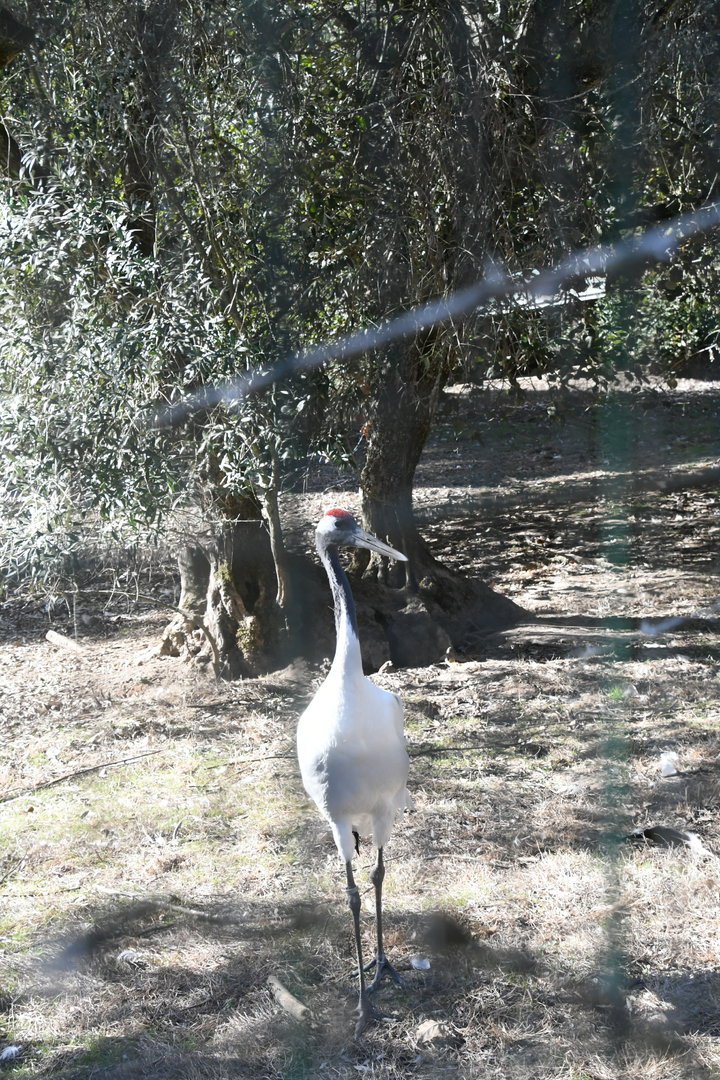 Red-crowned Crane