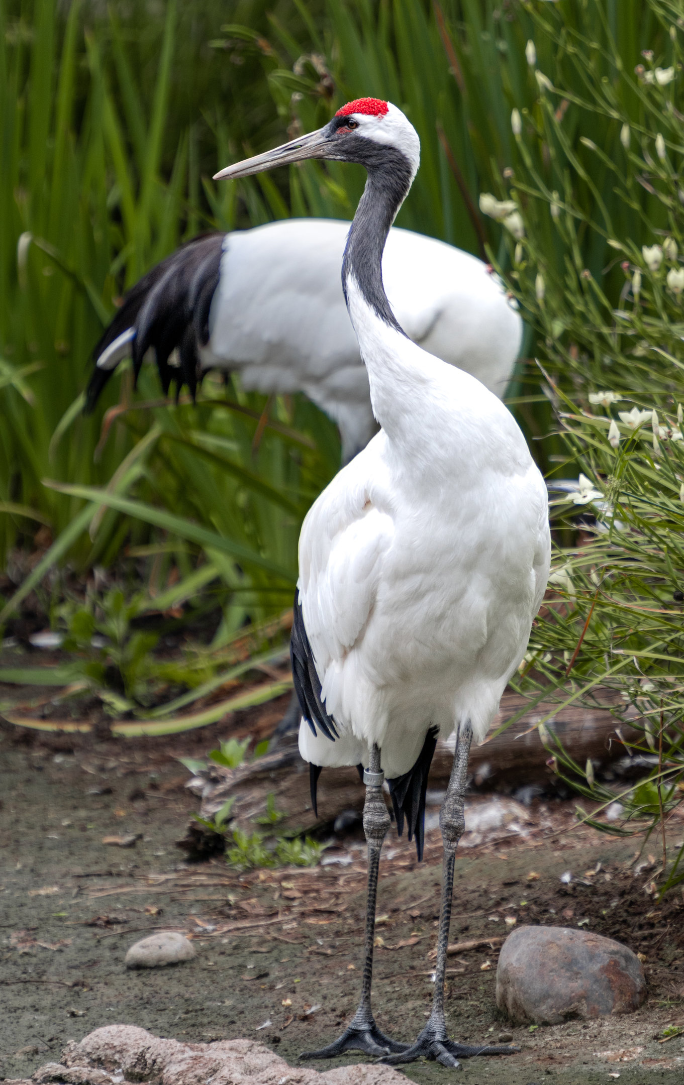 Red Crowned Crane