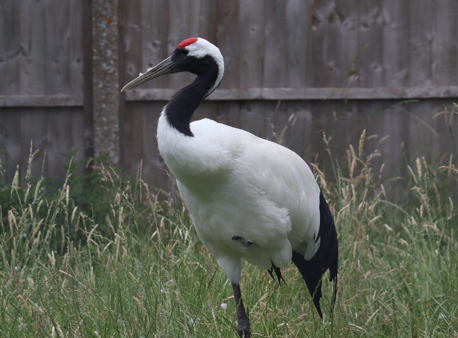 Red-crowned crane