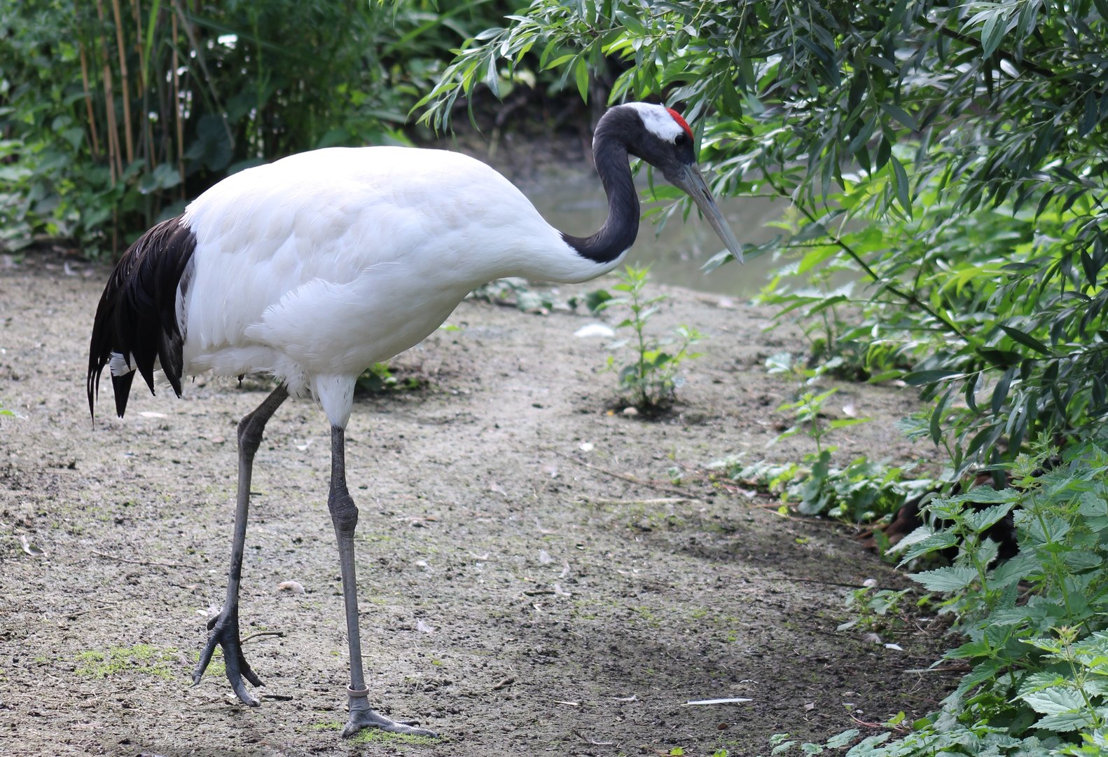 Red-crowned crane