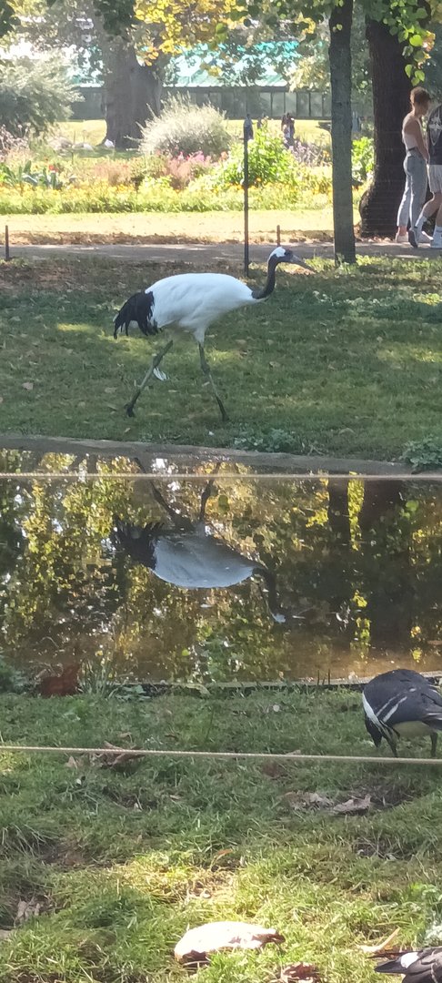 Red crowned Crane