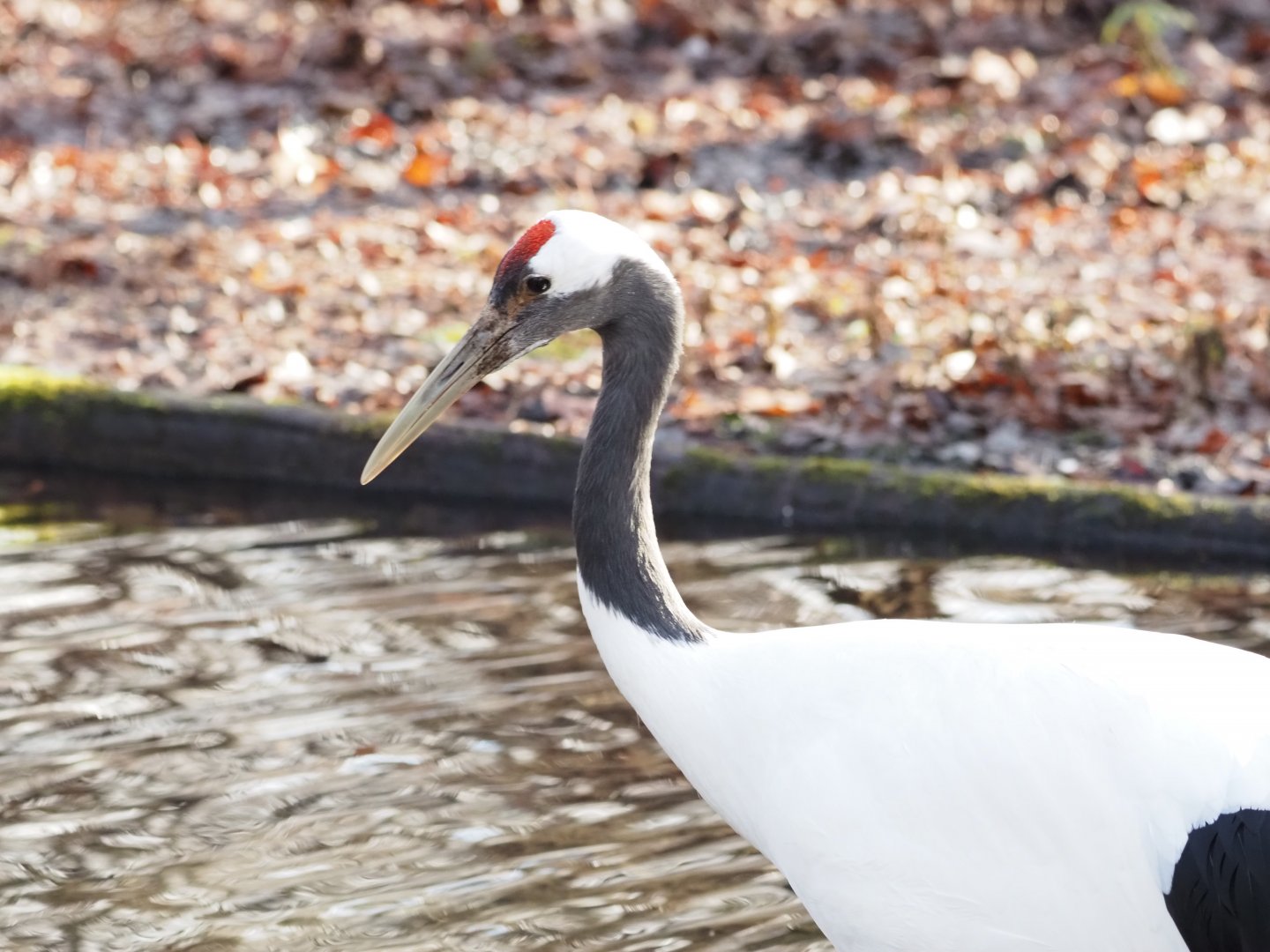 Red-Crowned Crane